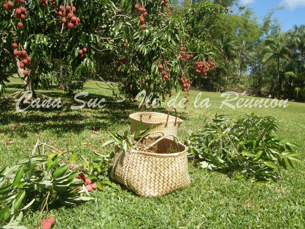 Cana Suc Sainte-Rose Exteriér fotografie